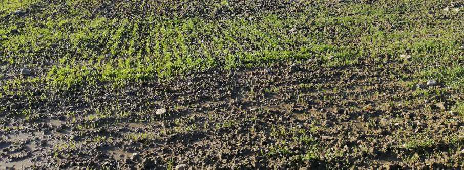 immobile terreno all'asta in Cda Macchia - 82020 Circello (BN) - 3