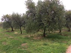 immobile rustico all'asta in STRADA ESTERNA TRATTURELLO PEDALE SNC - 70033 Corato (BA) - 1