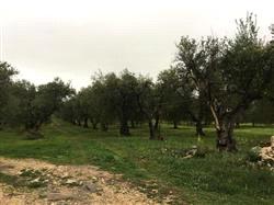 immobile rustico all'asta in STRADA ESTERNA TRATTURELLO PEDALE SNC - 70033 Corato (BA) - 5