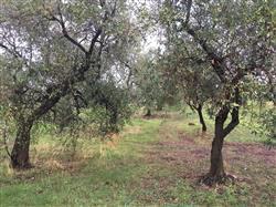 immobile attivita commerciale all'asta in Via San Silvestro snc - 70033 Corato (BA) - 2