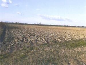 immobile terreno all'asta in Via Selva, 66 - 45030 Crespino (RO) - 2