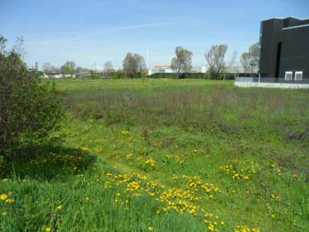 immobile terreno all'asta in via galileo galilei 3 / sp ex ss11 - Pero (MI) - 2