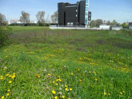 immobile terreno all'asta in via galileo galilei 3 / sp ex ss11 - Pero (MI) - 4