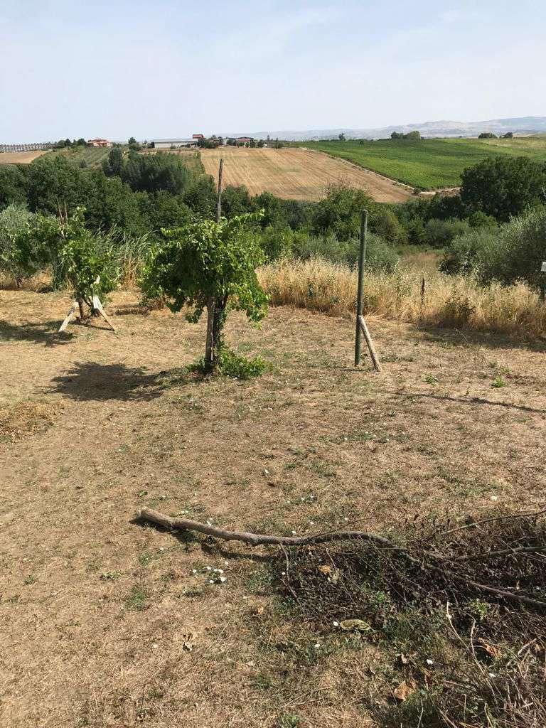 immobile terreno all'asta in via Cesine - 82018 San Giorgio del Sannio (BN) - 2