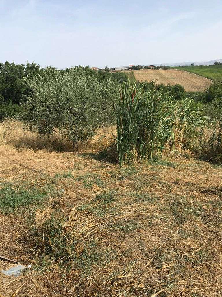 immobile terreno all'asta in via Cesine - 82018 San Giorgio del Sannio (BN) - 5