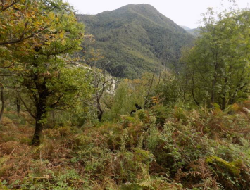 immobile terreno all'asta in 84096 Montecorvino Rovella SA, Italia Montecorvino Rovella, Salerno - 2