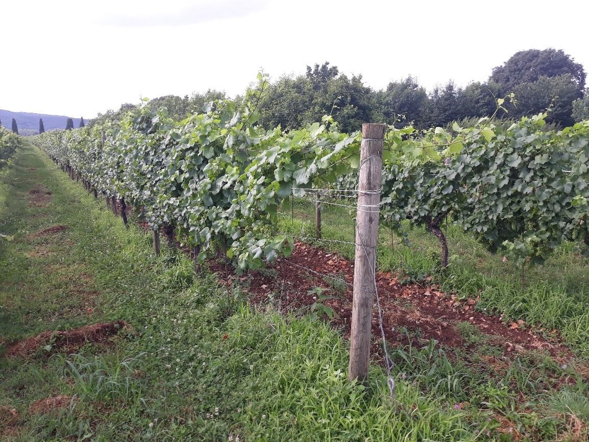immobile terreno all'asta in Via Giuseppe Colombo, 34072 Farra d'Isonzo GO, Italia Gradisca D'Isonzo, Gorizia - 1