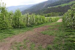 immobile terreno all'asta in Cirlano, 39025 Naturno BZ, Italia Naturno/Naturns, Bolzano - 1