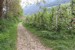 immobile terreno all'asta in Cirlano, 39025 Naturno BZ, Italia Naturno/Naturns, Bolzano - 1