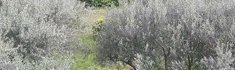 immobile villa all'asta in Via Valle dal Colle Strada Regionale - (FR) - 5