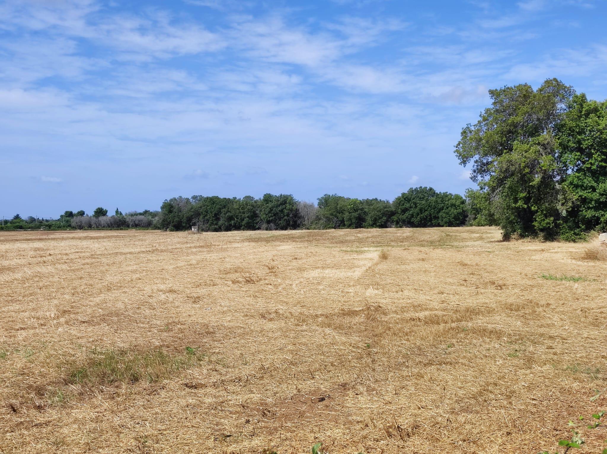 immobile rustico all'asta in 73020 Castri di Lecce (LE) - 1
