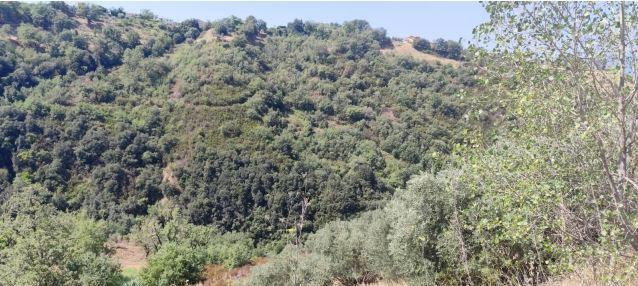 immobile terreno all'asta in Contrada Marzio Nero - 87040 Luzzi (CS) - 2