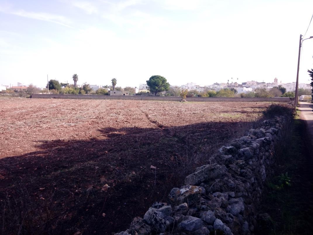 immobile terreno all'asta in 73031 Montesardo LE, Italia - Alessano (LE) - 2