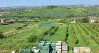 immobile terreno all'asta in Contrada Valchiusa, 41, 62010 Treia MC, Italia Treia, Macerata - 1