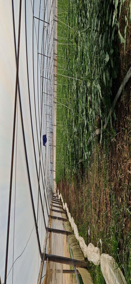 immobile magazzino all'asta in contrada Valli - 96018 Portopalo di Capo Passero (SR) - 5