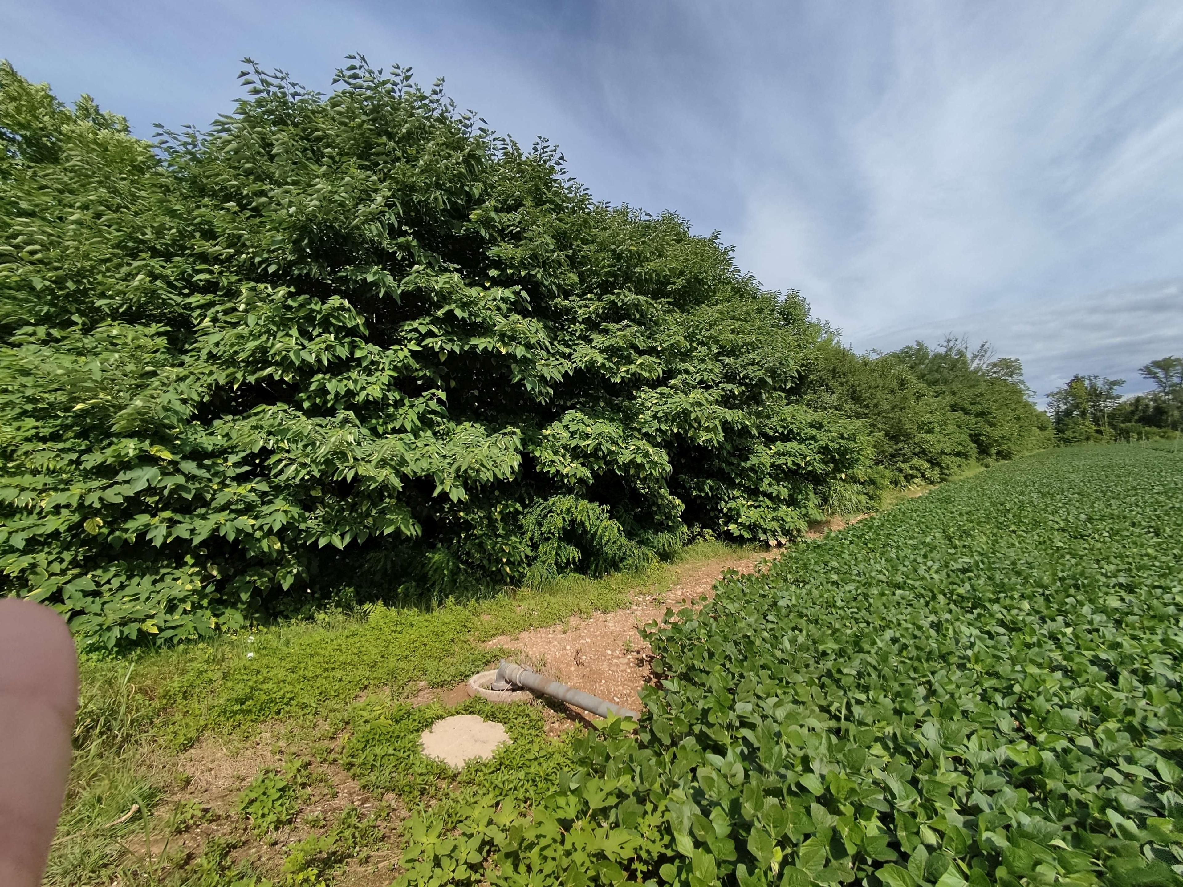 immobile terreno all'asta in Strada provinciale 52 - 33036 Mereto di Tomba (UD) - 1