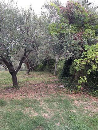 immobile appartamento all'asta in Via Sacconi 13 - 63040 Maltignano (AP) - 1