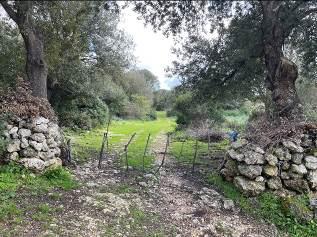 immobile terreno all'asta in reg Sant'Antonio  - 07033 Osilo (SS) - 1