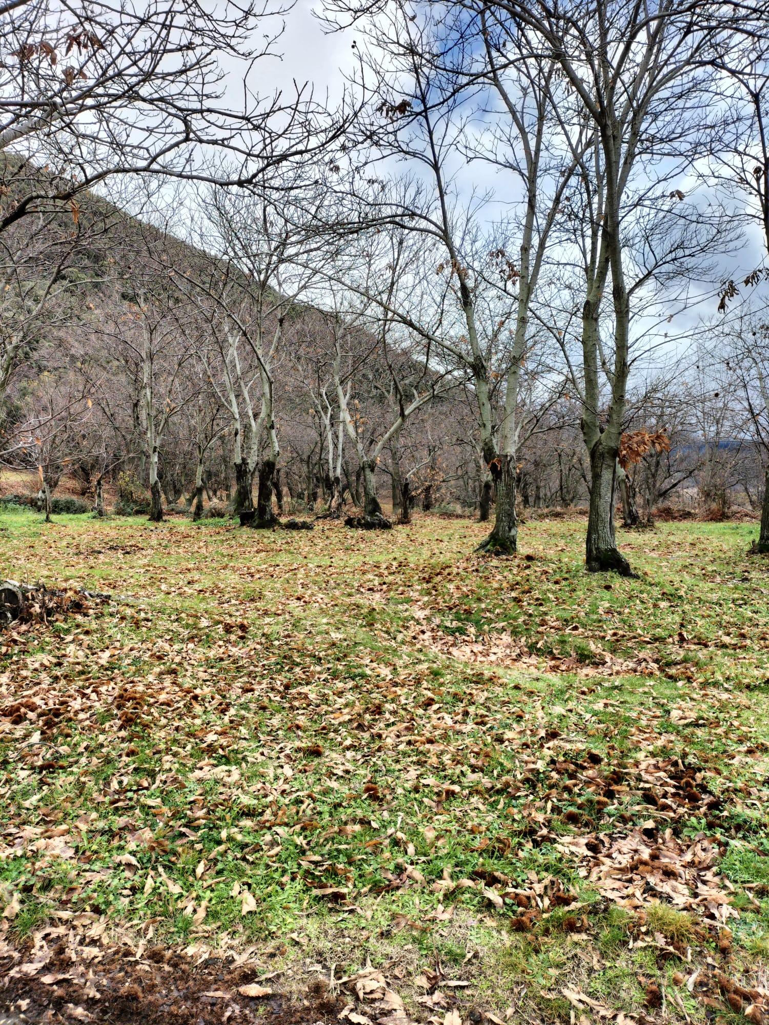 immobile terreno all'asta in 84070 Trentinara SA, Italia Trentinara, Salerno - 1