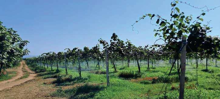 immobile terreno all'asta in 89013 Gioia Tauro RC, Italia Gioia Tauro, Reggio Calabria - 5