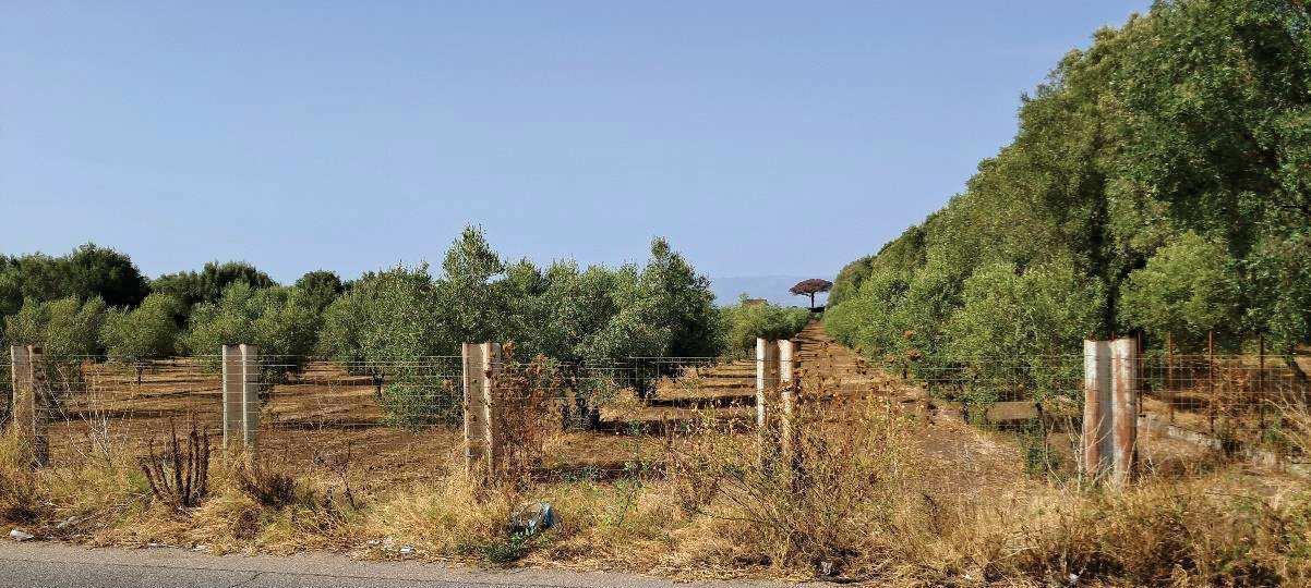 immobile terreno all'asta in Via Filicuso, 89013 Gioia Tauro RC, Italia Gioia Tauro, Reggio Calabria - 1