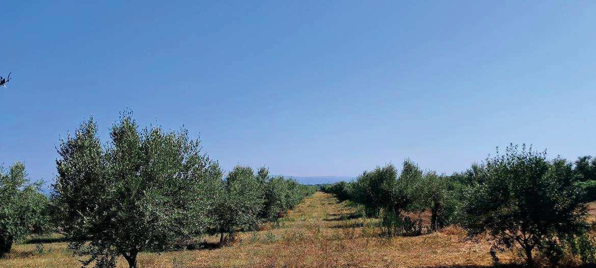 immobile terreno all'asta in Via Filicuso, 89013 Gioia Tauro RC, Italia Gioia Tauro, Reggio Calabria - 4