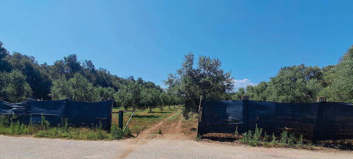 immobile terreno all'asta in Via Filicuso, 89013 Gioia Tauro RC, Italia Gioia Tauro, Reggio Calabria - 5