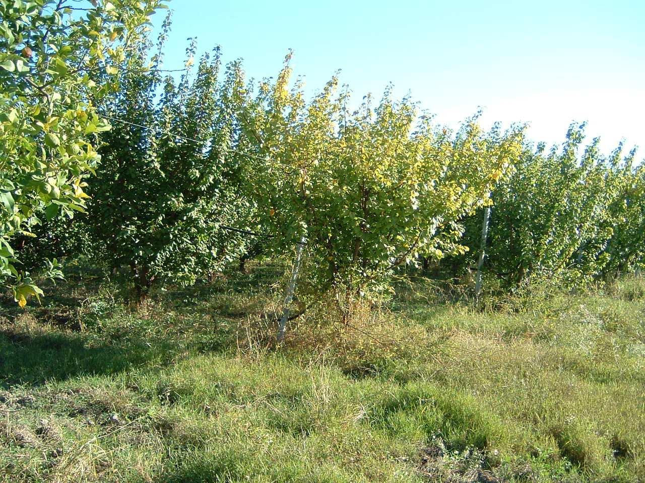 immobile terreno all'asta in Via Trento - 75025 Policoro (MT) - 4