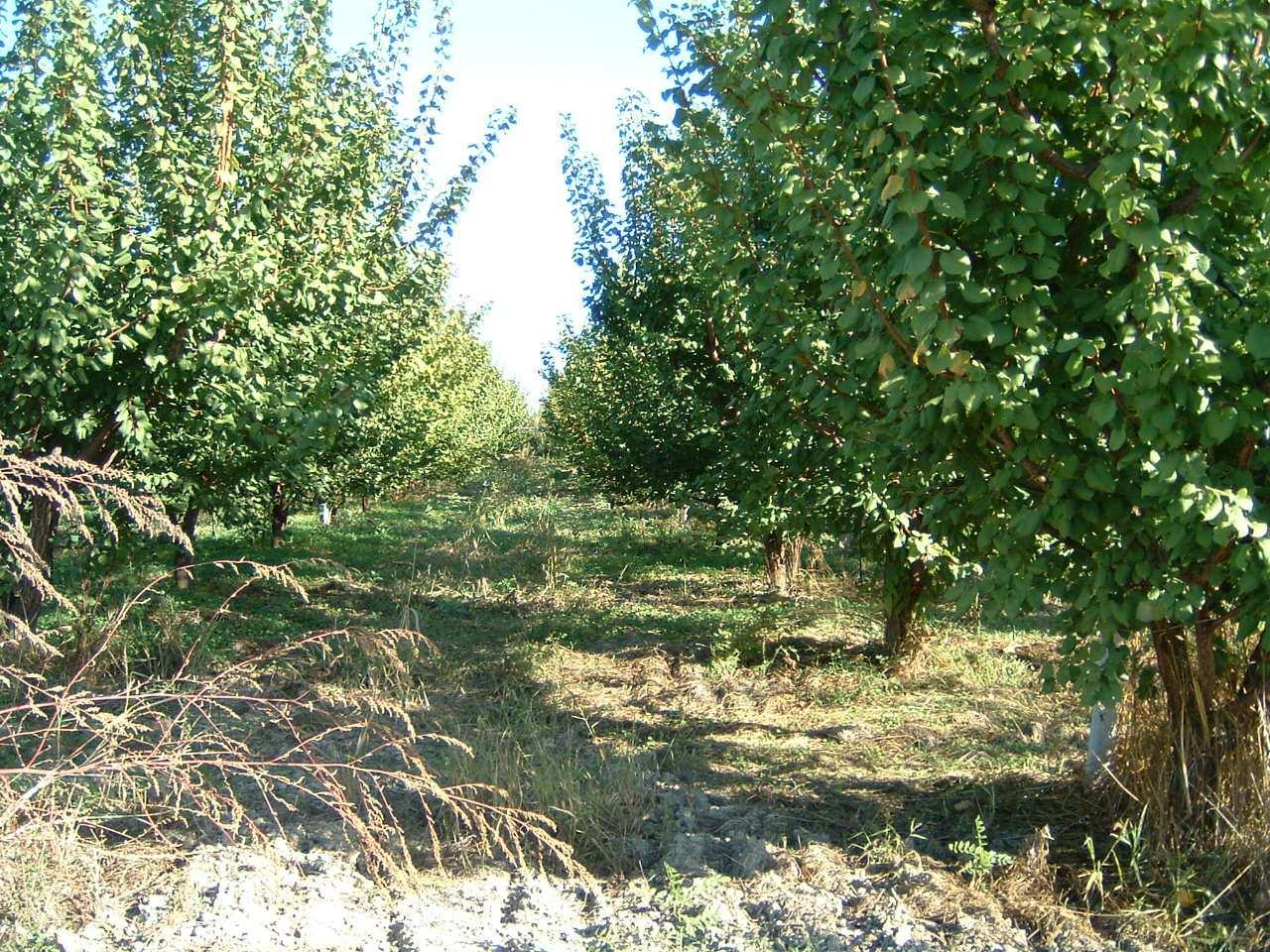 immobile terreno all'asta in Via Trento - 75025 Policoro (MT) - 5