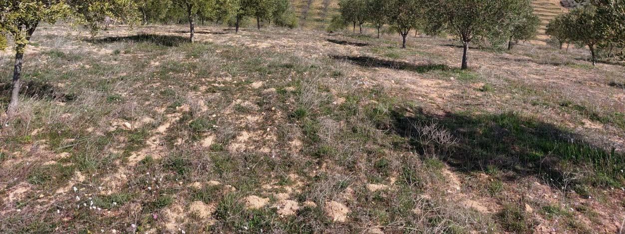 immobile terreno all'asta in Cda Ficari Sottano - 93013 Mazzarino (CL) - 5