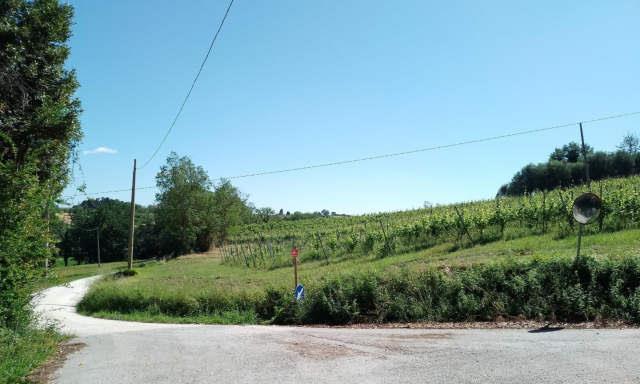 immobile terreno all'asta in Contrada Acquaviva, 60036 Montecarotto AN, Italia Montecarotto, Ancona - 3