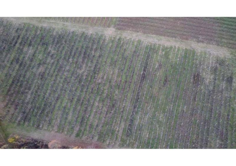 immobile terreno all'asta in Frazione Pieve, 27040 Rovescala PV, Italia Rovescala, Pavia - 5
