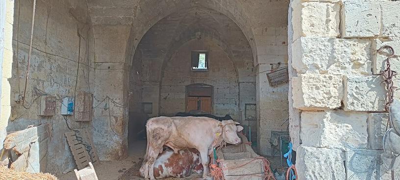 immobile rustico all'asta in VIA VECCHIA SAN DONATO - 73020 Cavallino (LE) - 4