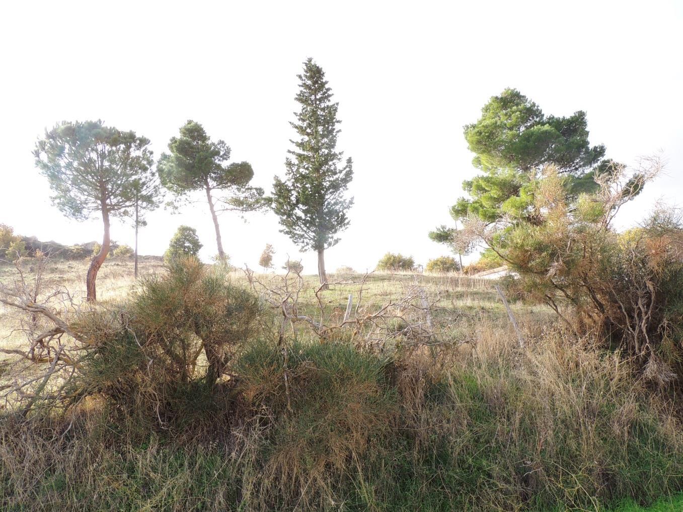immobile terreno all'asta in Contrada Castagna sn - 94014 Nicosia (EN) - 2