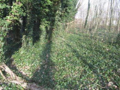 immobile terreno all'asta in Via - 26862 Guardamiglio (LO) - 5