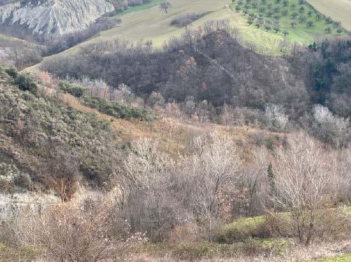 immobile terreno all'asta in Loc Feudo - 64020 Castellalto (TE) - 2