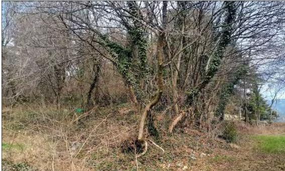 immobile terreno all'asta in loc Bernina - 25042 Borno (BS) - 1