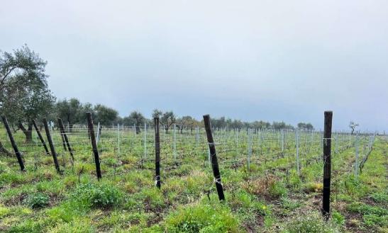 immobile terreno all'asta in CONTRADA SAN MARTINO - Forenza (PZ) - 1