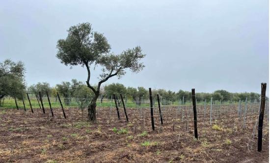 immobile terreno all'asta in CONTRADA SAN MARTINO - Forenza (PZ) - 2