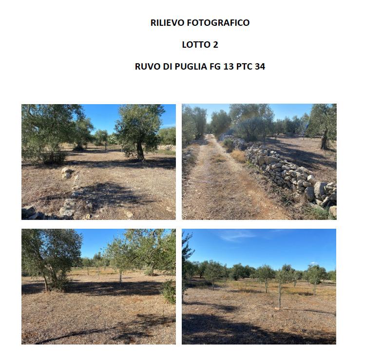 immobile terreno all'asta in SP56, Ruvo di Puglia BA, Italia - 70037 Ruvo di Puglia (BA) - 1