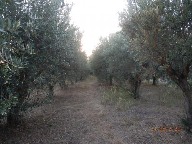immobile appartamento all'asta in Nova Siri, Via dei Caduti, 5 - 75020 Nova Siri, Matera - 4