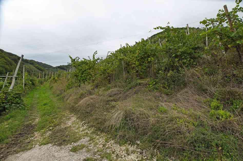 immobile terreno all'asta in Via Scandolera - 31010 Farra di Soligo (TV) - 3