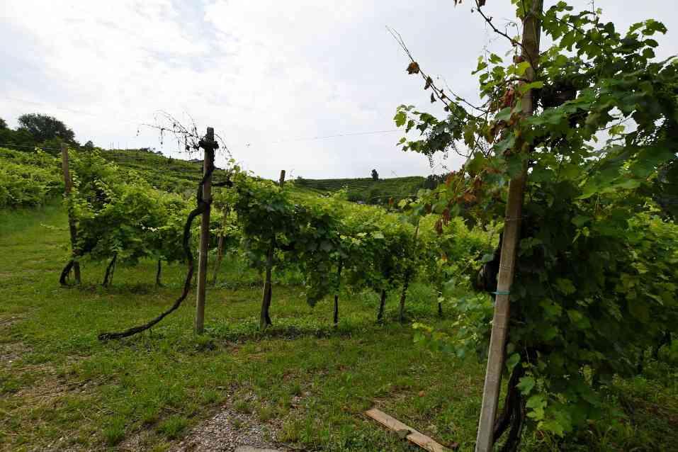 immobile terreno all'asta in Via Grazie Colbertaldo di Vidor - 31020 Vidor (TV) - 1
