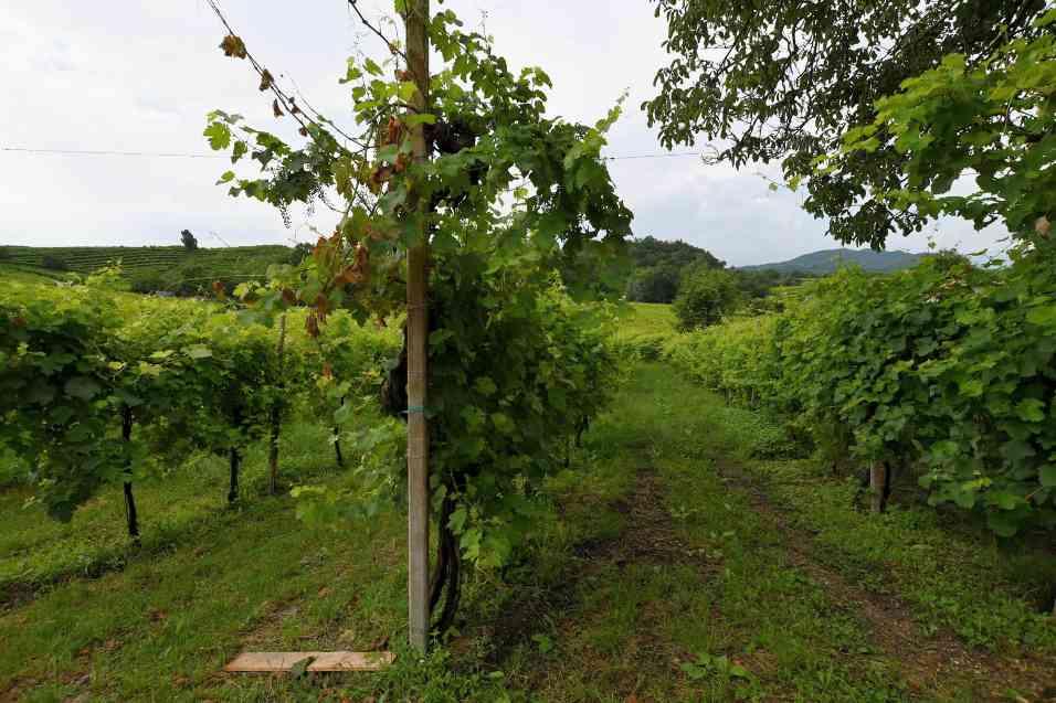 immobile terreno all'asta in Via Grazie Colbertaldo di Vidor - 31020 Vidor (TV) - 3