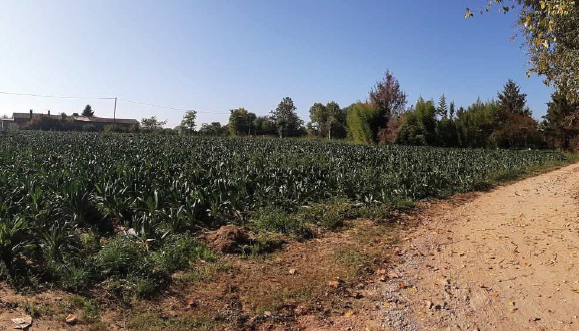 immobile terreno all'asta in Lungo via Obbia Bassa - Trebaseleghe (PD) - 1