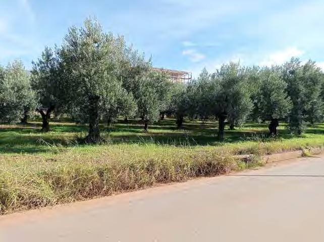 immobile appartamento all'asta in Via Monsignor Romero, 6 - 88040 Pianopoli (CZ) - 3