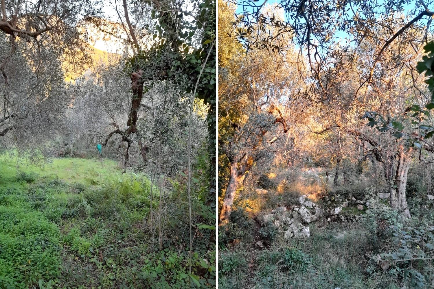 immobile terreno all'asta in SR488, Postiglione SA, Italia - 84026 Postiglione (SA) - 1