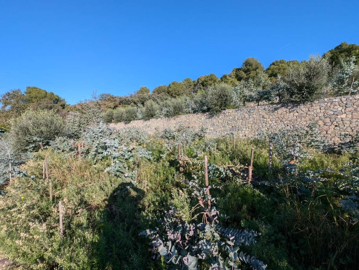 immobile terreno all'asta in Localita' Arveglio snc - 17031 Albenga (SV) - 1