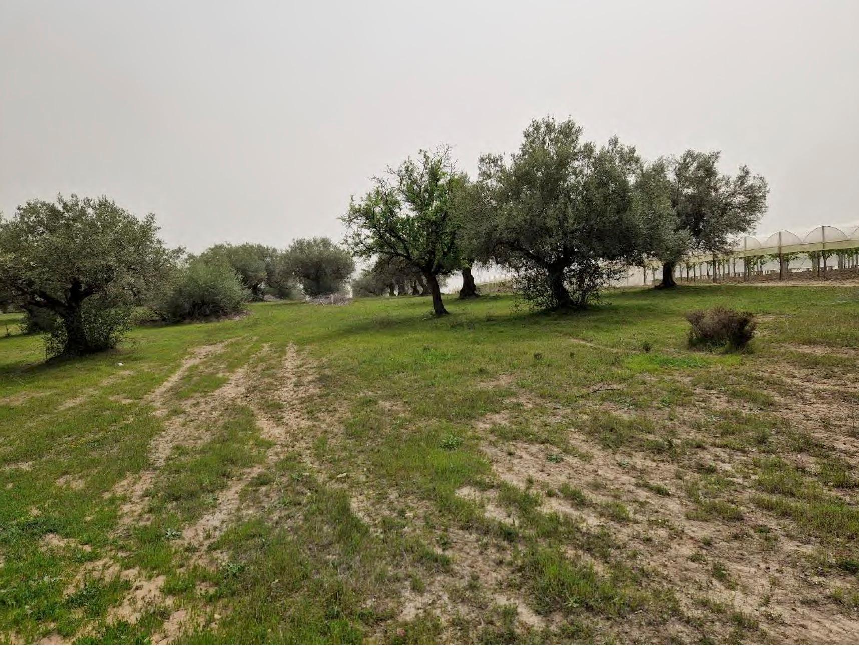 immobile terreno all'asta in Contrada Mazzarrone, 95040 Mazzarrone CT, Italia Mazzarrone, Catania - 1