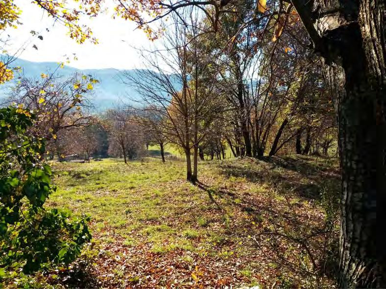 immobile terreno all'asta in Strada Vicinale per Gorga - Gavignano (RM) - 5